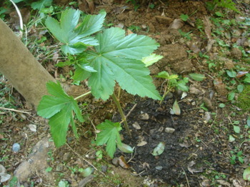 080507 001.jpg