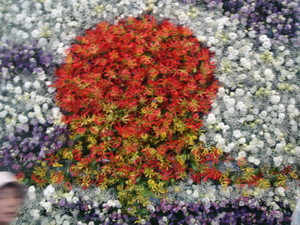 080517花フェスタ 014.jpg