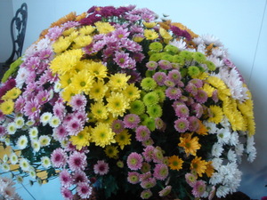 080517花フェスタ 023.jpg