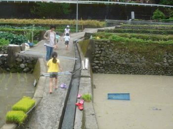 080525たんぼ 011.jpg