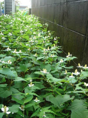 080603ドクダミ茶 001.jpg
