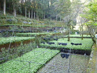 101104izu 126.jpg
