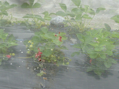110429okyaku 096.jpg
