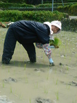田植えと茶摘 020.jpg