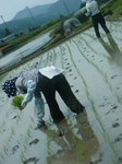 田植えと茶摘 021.jpg