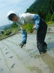 田植えと茶摘 024.jpg