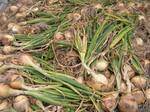 DSCN0338.JPG