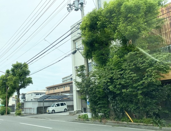 IMG_1706.jpeg