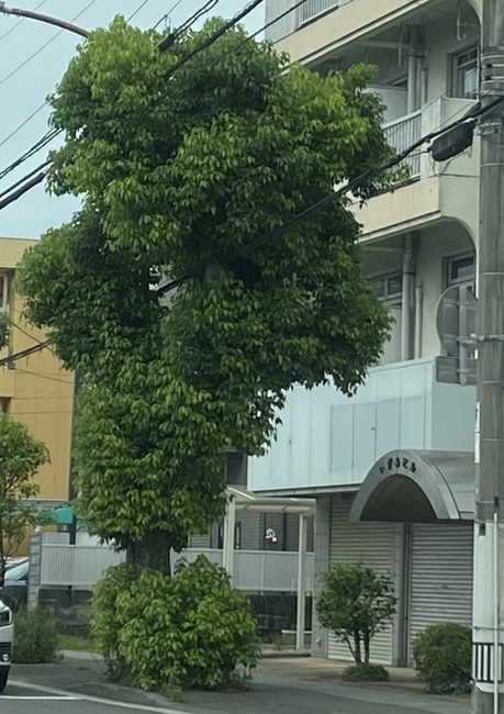 IMG_1708.jpeg